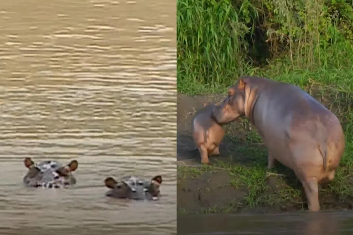 A small herd of hippos arrived in Colombia in the late 1980s, brought in by the wealthy cocaine lord Escobar. 