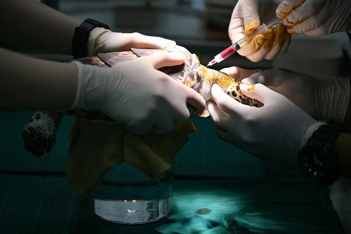 ST20260610-202652300600-Lim Yaohui-Ang Qing-aqocean/

One of the four Hawksbill sea turtles having blood collection for testing inside the Veterinary Centre at Singapore Oceanarium on June 10, 2026. 

Behind the scenes of Singapore Oceanarium’s Animal Care Centres and explore how one of Asia’s leading aquarium-based conservation institution is combining science, conservation, and community engagement, setting new global standards for how aquariums can breed and care for animals and protect our oceans.

(ST PHOTO: LIM YAOHUI)