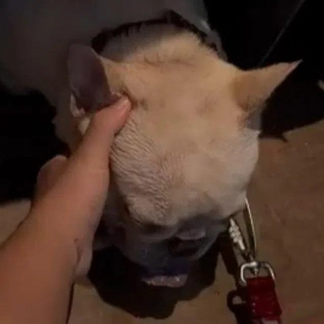 Kreon was found panting heavily and unresponsive, lying on his stomach.