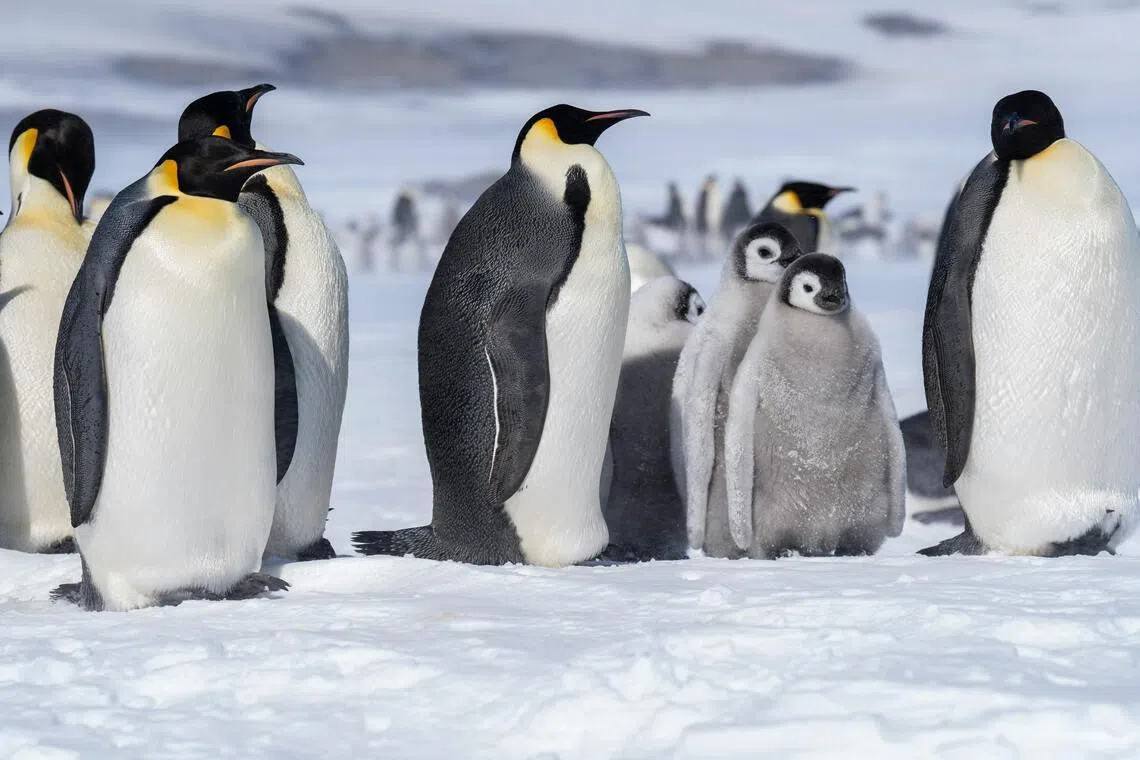 International conservation body lists emperor penguins as endangered species
