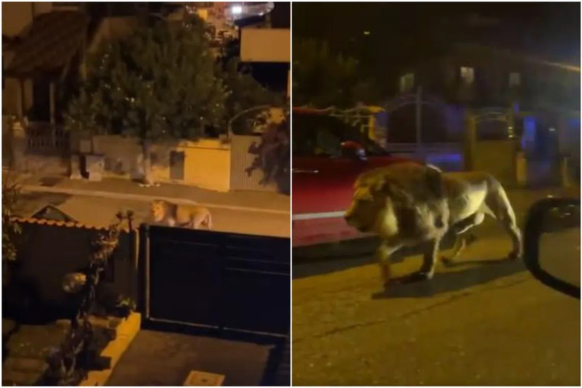 Videos apparently taken by locals showed a lion walking through dark and deserted streets.