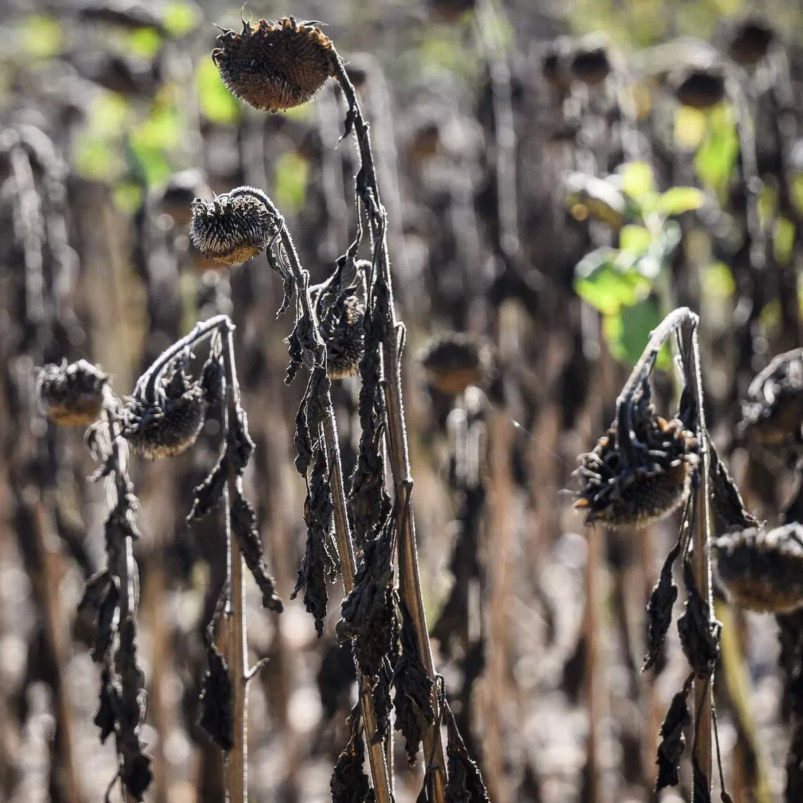 Sunflowers dried out by the summer heat in Bois-de-Cene, western France, on Sept 3. The summer of 2026 was the hottest in France since 1900, surpassing 2003 and another severe spell of heat in 2022.