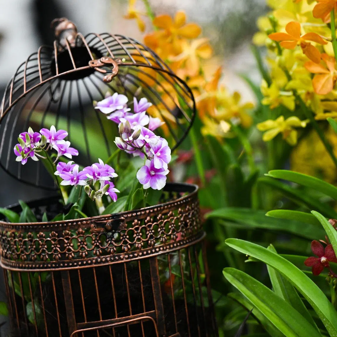 An orchid display by Community in Bloom gardeners at the 14th edition of APOC on Aug 15. 