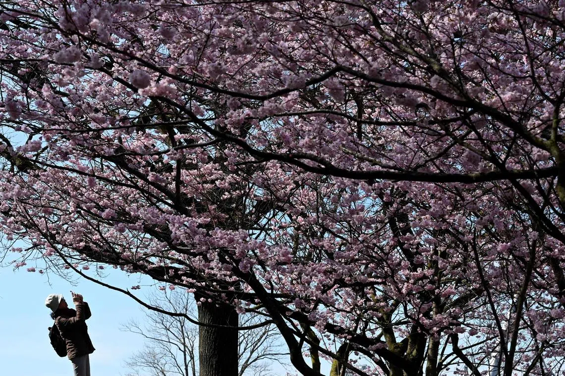 A woman takes photos of a cherry blossom tree in the Olympic Park in Munich, southern Germany, during sunny spring weather with temperatures of 15 degrees Celsius on March 22, 2023. (Photo by Christof STACHE / AFP)