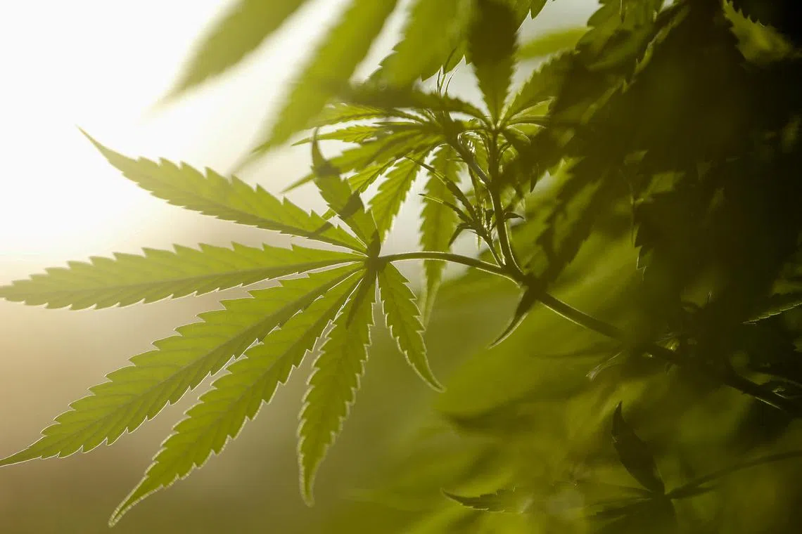 Oklahoma joined a number of conservative states whose voters have recently decided against recreational marijuana legalisation. 