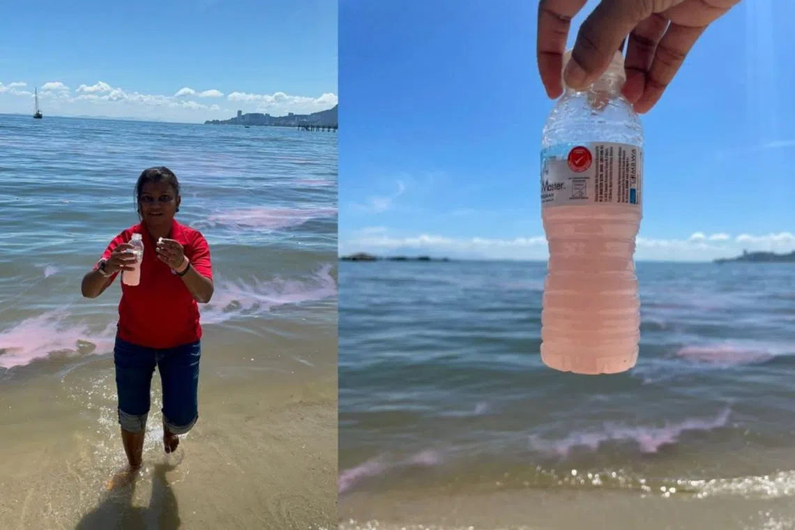 The pink tide is not harmful to humans, and that fish caught around Penang is still safe to eat.
