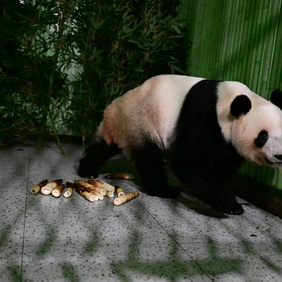 Giant panda Lei Lei walks in a cage after arriving from Japan at Bifengxia Panda Base in Yaan, Sichuan province, China January 28, 2026. China Daily via REUTERS