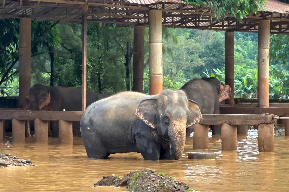 Elephants are seen in a flooded area at the Elephant Nature Park in Chiang Mai.