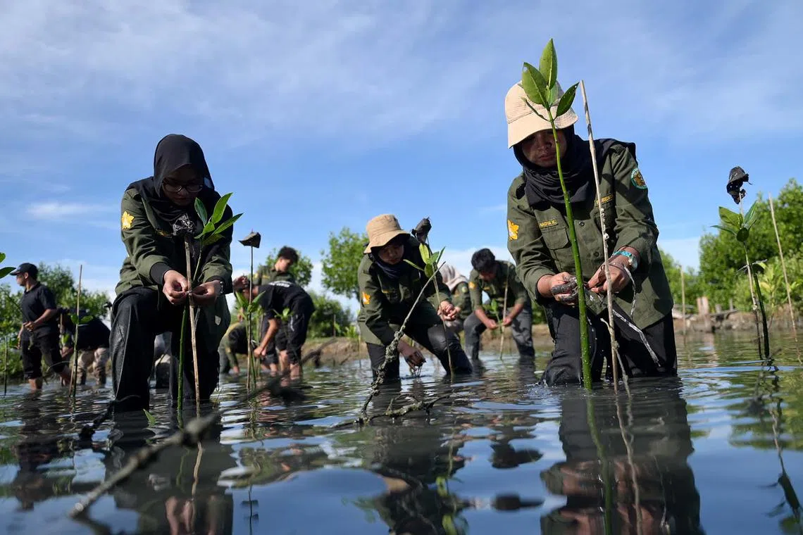 University students taking part in mangrove planting to mark Earth Day in Banda Aceh, Indonesia, April 22, 2025. 