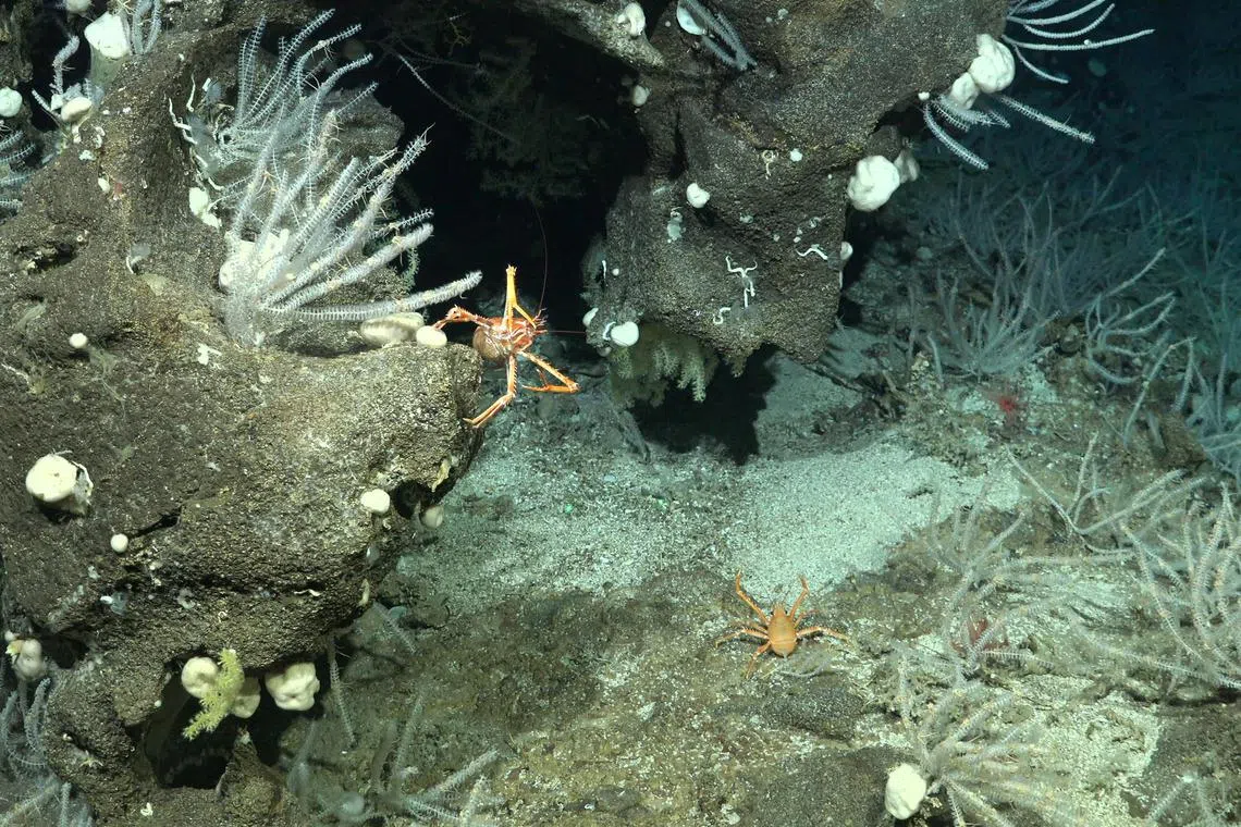 wxocean03 - A squat lobster in a coral garden on the southwestern flank of Rapa Nui

Credit: Schmidt Ocean Institute