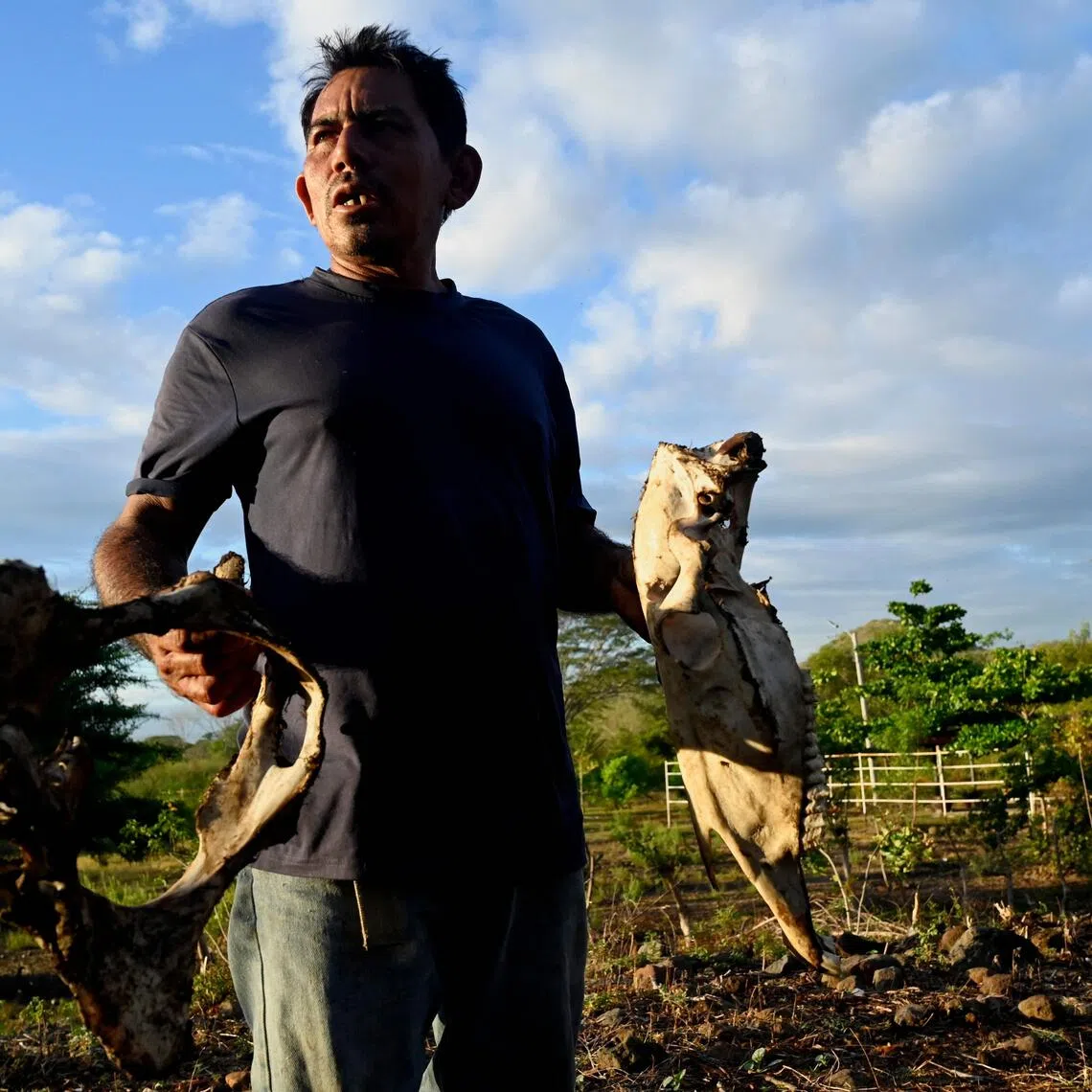 Animals are dropping dead amid the worst drought in living memory for many Central Americans.