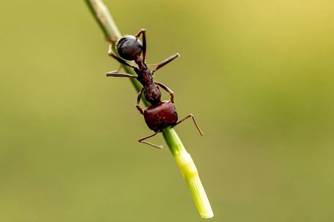 A giant African harvester ant walking along a stalk of grass in Silole sanctuary in Kajiado on May 13, 2026. 