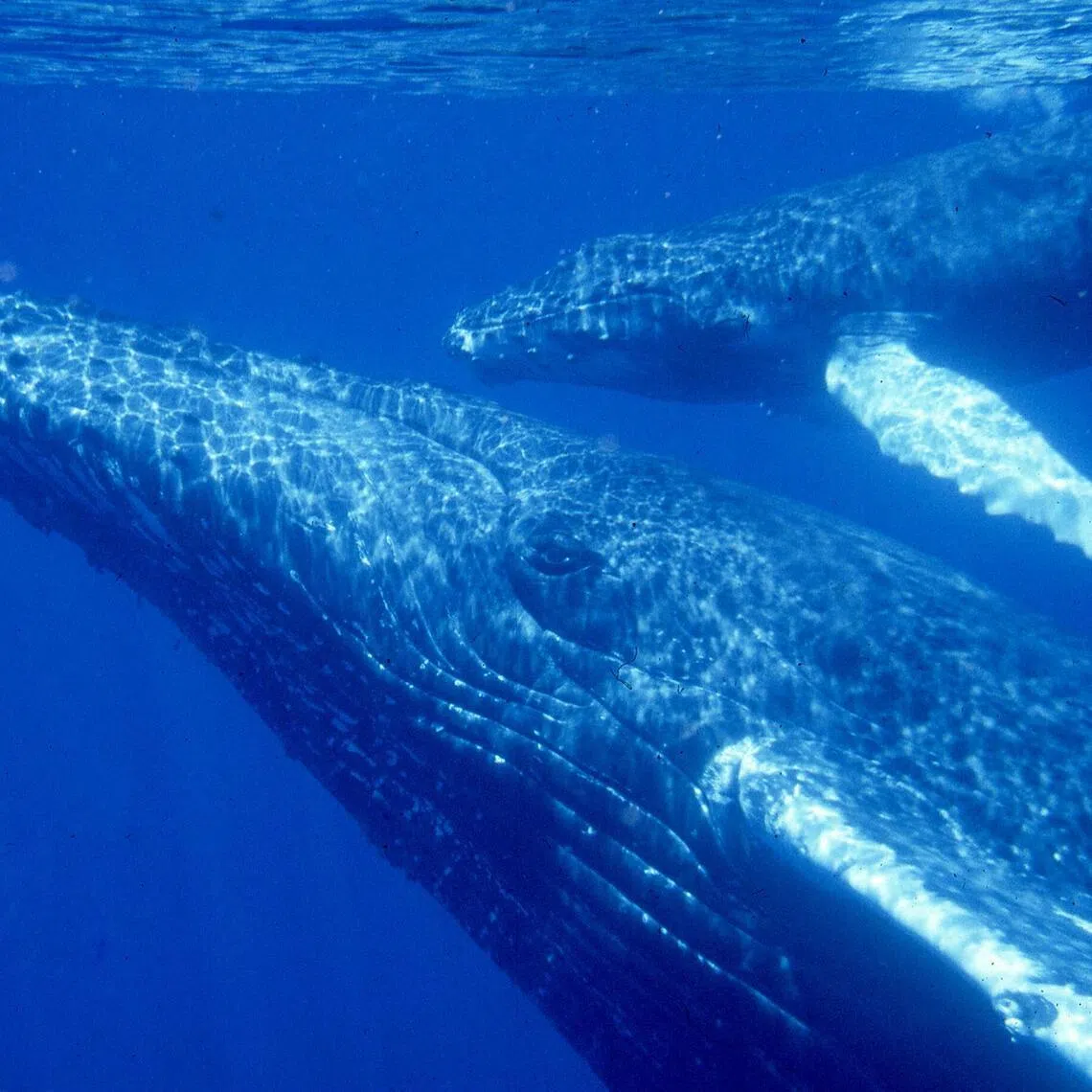 A pair of mother and calf humpback whales.