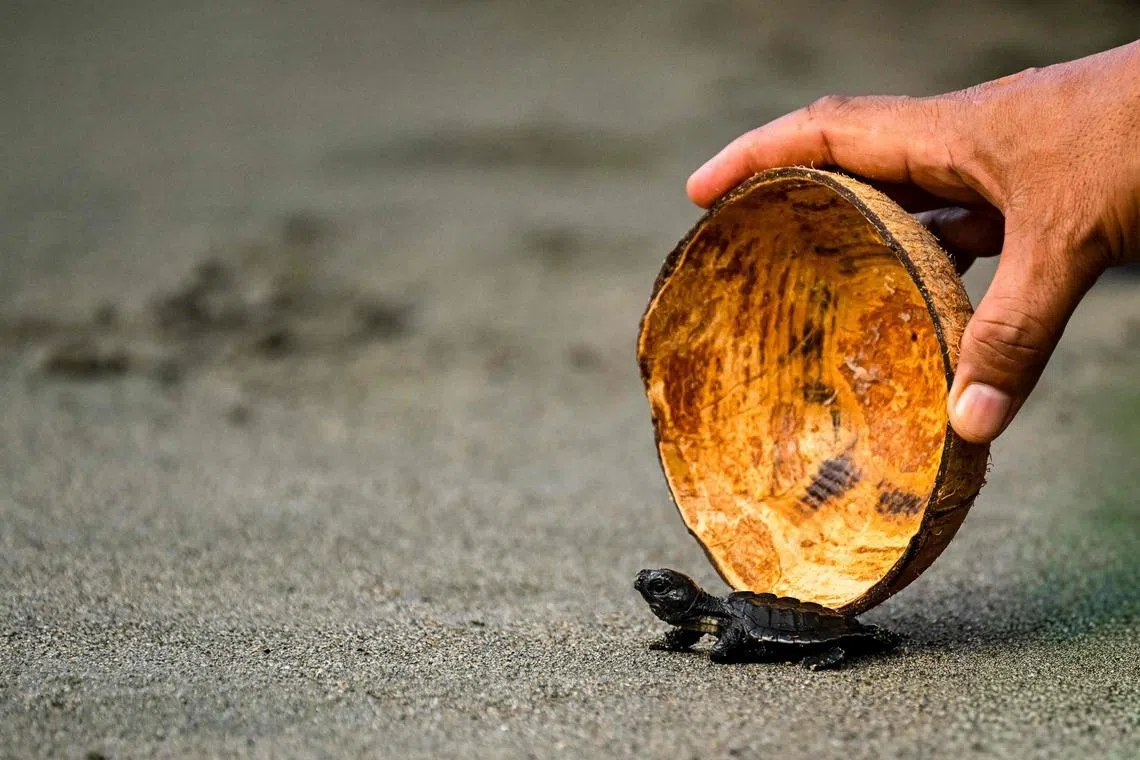 TOPSHOT - An olive ridley sea turtle hatchling is released at a beach in Banda Aceh on April 14, 2026. (Photo by CHAIDEER MAHYUDDIN / AFP)