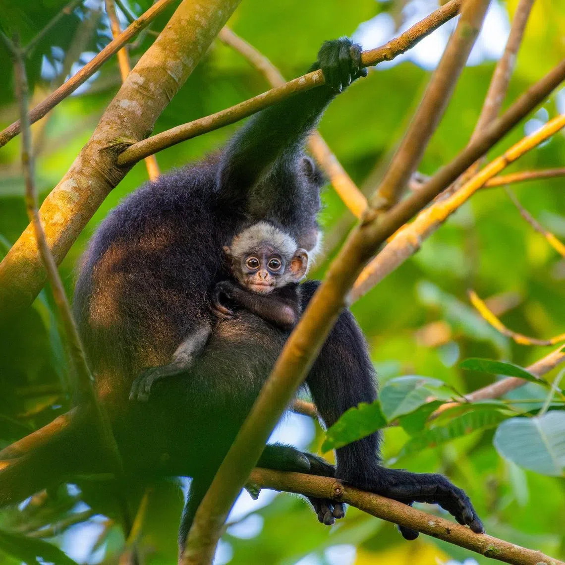 The baby was first spotted in February, several months after volunteers had seen its pregnant mother.