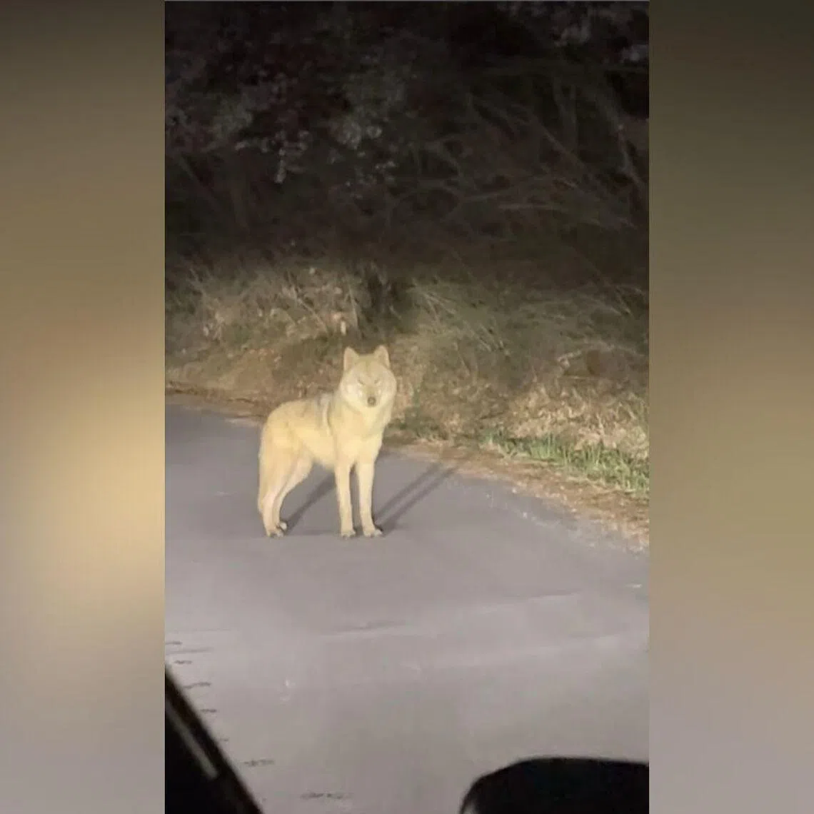 About 60 police officers have been deployed to the area with six drones monitoring the wolf's movements in real time.