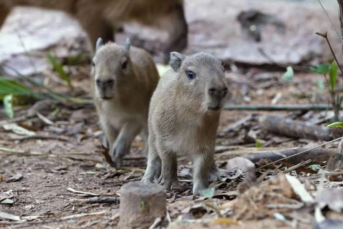 Two capybara babies – the first in 10 years – were born at the Mandai Wildlife Reserve on Jan 4.