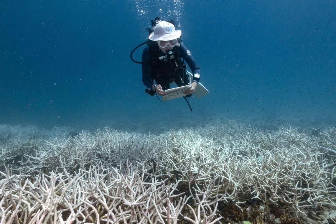 Marine heatwaves have triggered an accelerating pattern of coral extinction and bleaching.