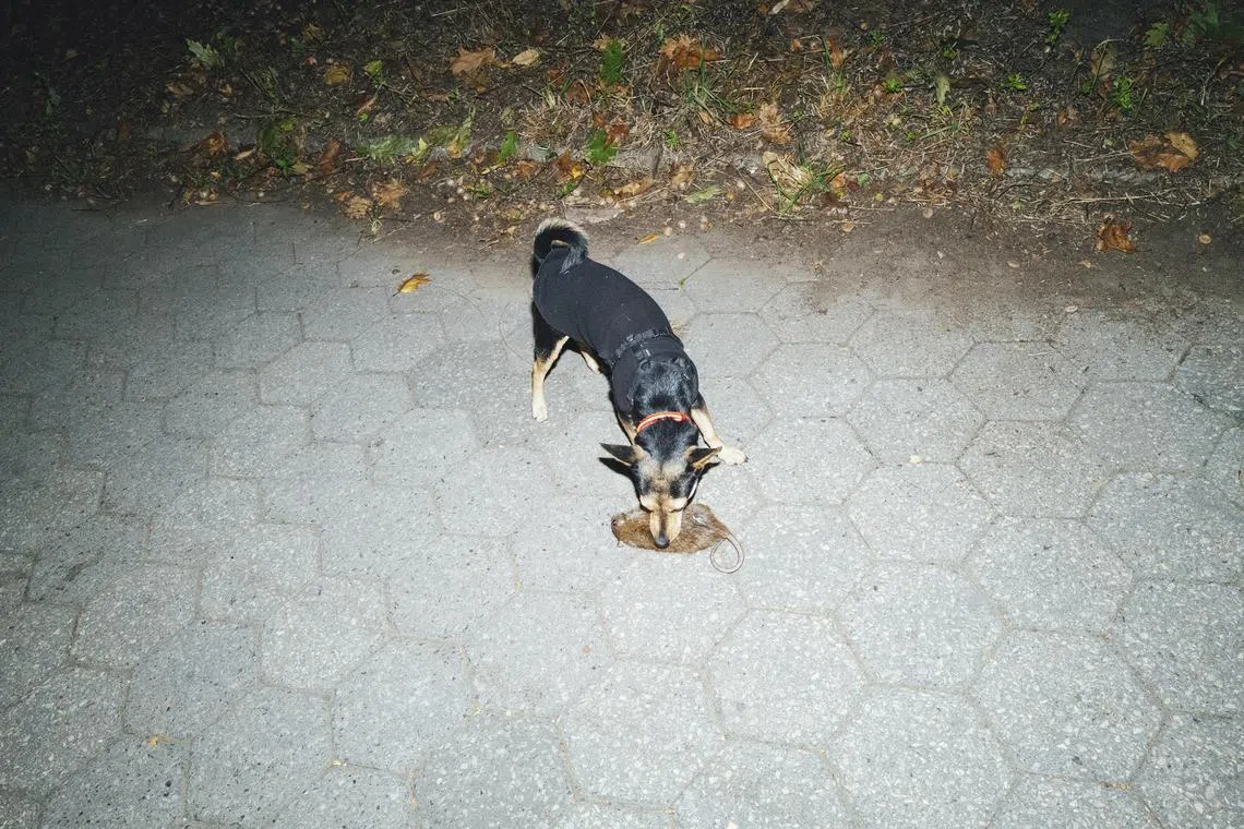 Katie, a four-year-old dog who lives in Brooklyn, is New York City’s secret weapon in the war on rats and during her searches, prey isn’t hard to find. 
