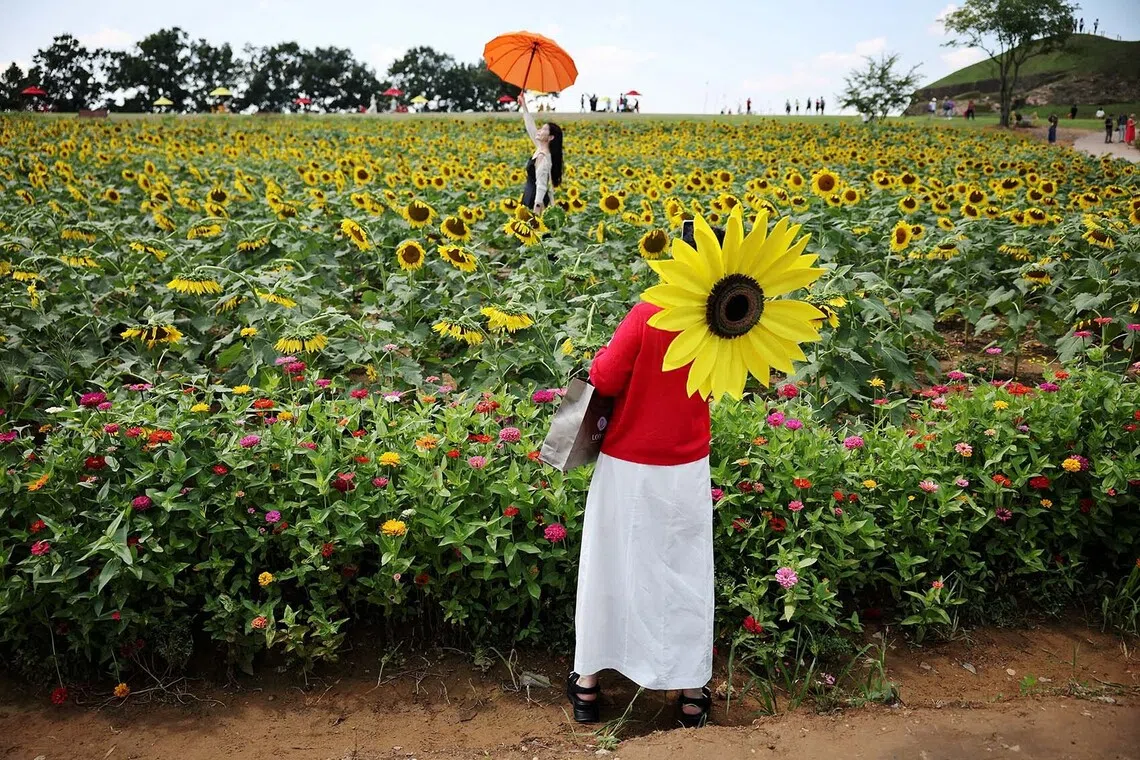 A woman holding a sunflower-shaped parasol takes photographs of her friend amid a sunflower field during the Unification Sunflower Festival near the demilitarized zone separating the two Koreas, in Yeoncheon, South Korea, September 3, 2026. REUTERS/Kim Hong-Ji TPX IMAGES OF THE DAY