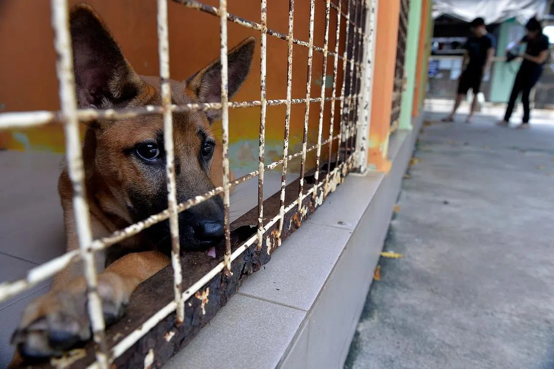 SPCA investigated 915 cases of animal cruelty in 2023.