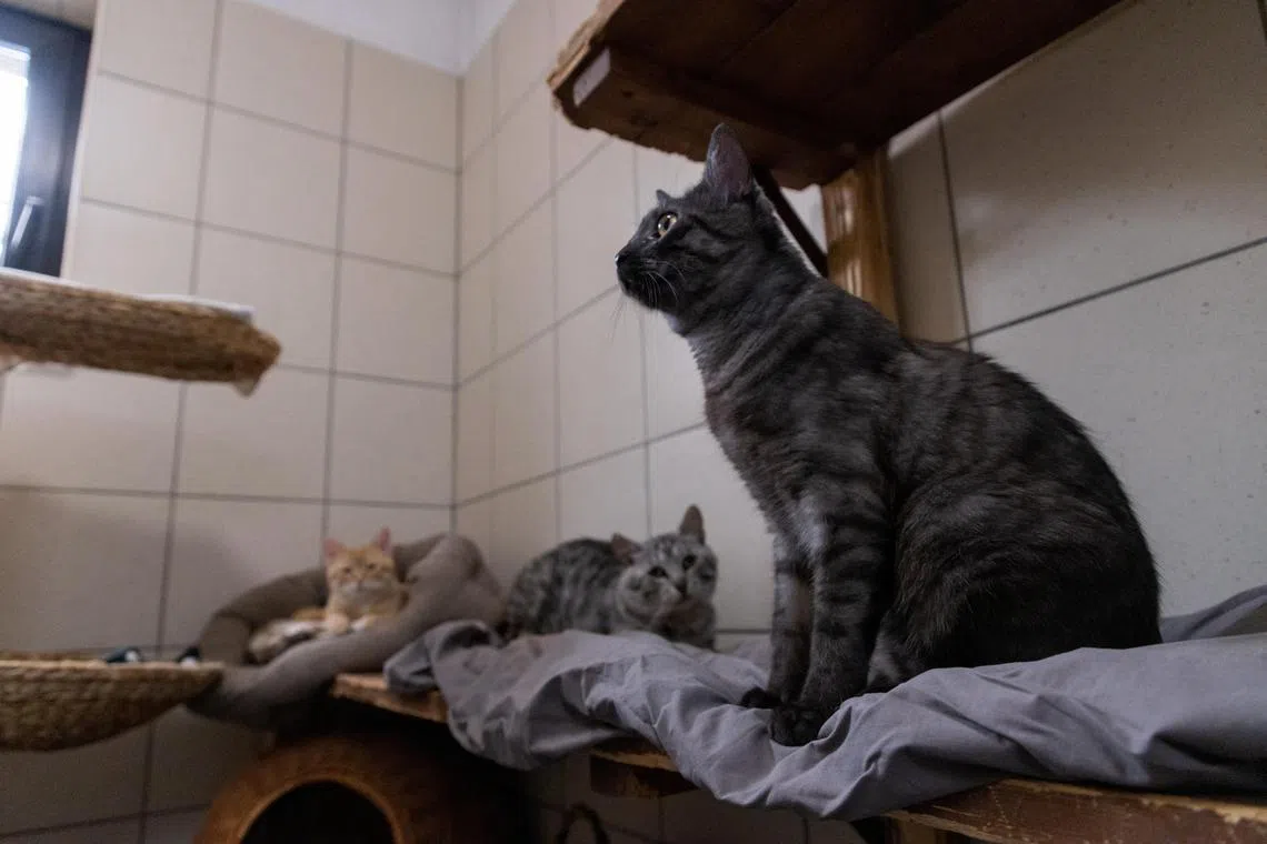 The affected cats lived in different areas of Poland, yet their viruses had almost identical genetic sequences.