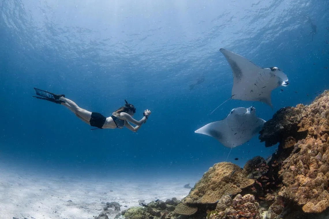 Manta ray-watching tourism generated US$227.3 million (S$290.9 million) in the Maldives in 2021.