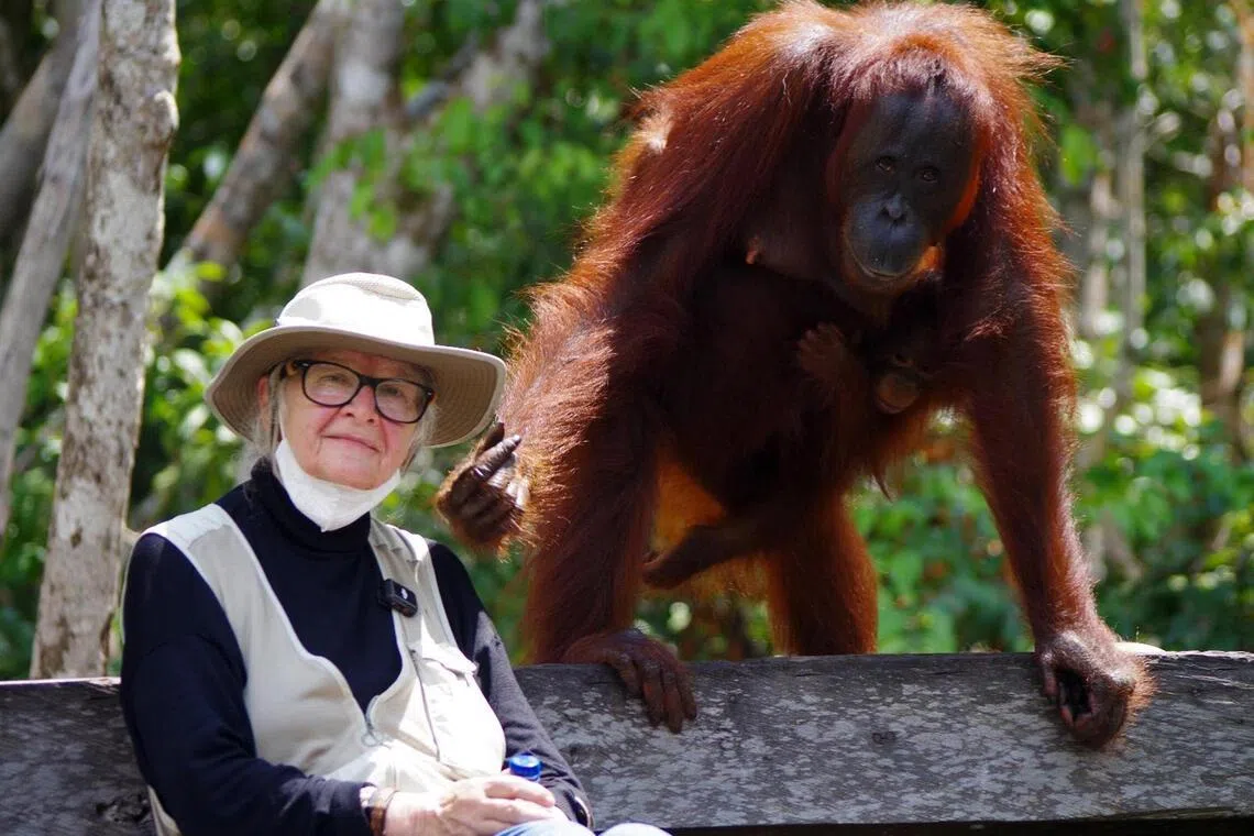 Dr Biruté Galdikas researched orangutans in what is now known as Tanjung Puting National Park in Borneo, where her half-century of research and conservation made her one of the world’s leading experts on the elusive and critically endangered great ape.