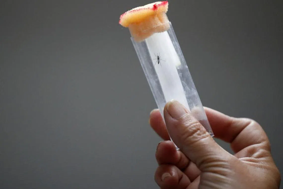 FILE PHOTO: An assistant holds a test tube with an Aedes aegypti mosquito at the CNEA (National Atomic Energy Commission), in Ezeiza, in the outskirts of Buenos Aires, Argentina April 12, 2023. REUTERS/Agustin Marcarian/File Photo