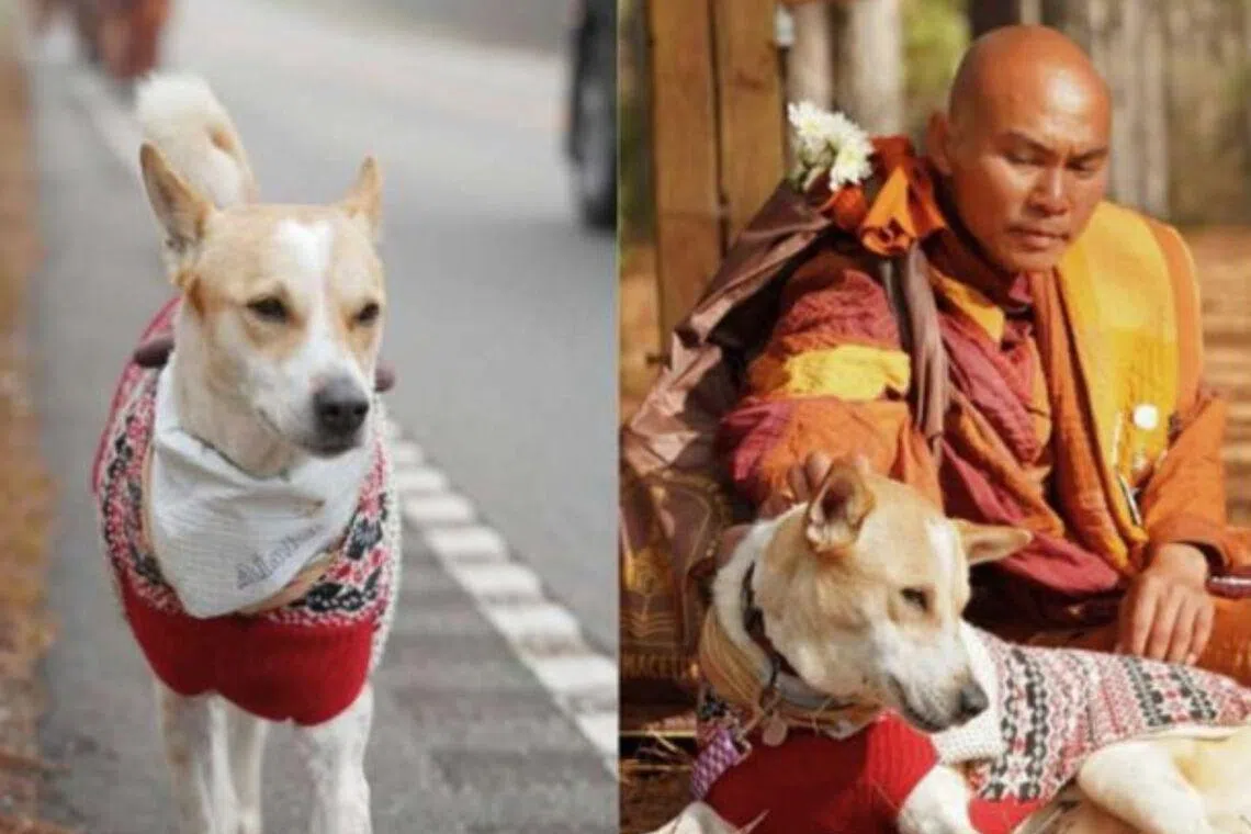 The dog's journey highlights resilience and loyalty that are often overlooked in stray animals.