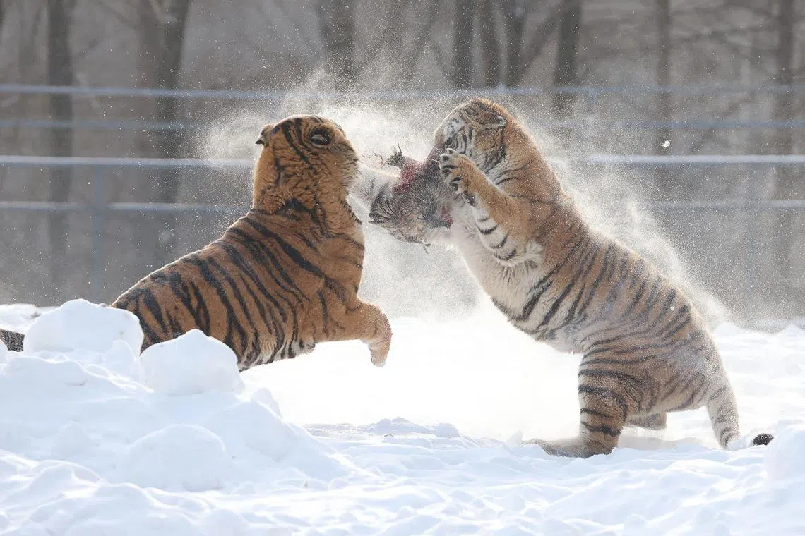 Siberian tigers fighting over a live chicken released into their enclosure after a snowfall at the Siberian Tiger Park in Hailin, in China’s northeast Heilongjiang province on Dec 17. 