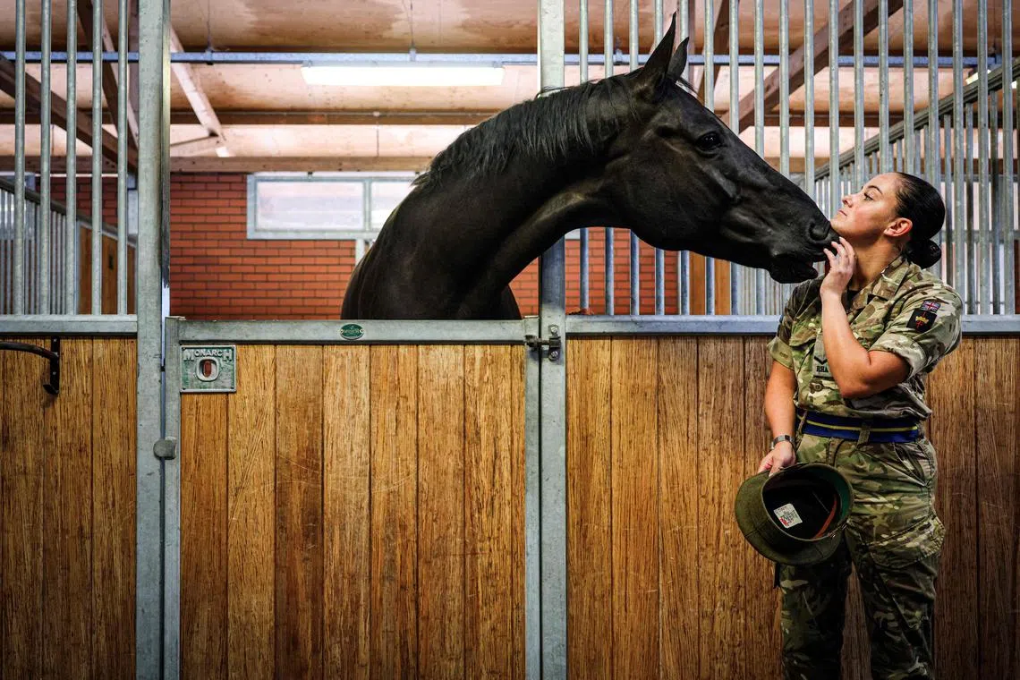 Reggie getting a kiss from Lance Bombardier Heather Stark, as the horses are prepared ahead of a rehearsal at the Kings Troop Royal Horse Artillery Barracks in Woolwich, London, Tuesday, Sept. 12. The Musical Drive of the King's Troop Royal Horse Artillery which involves controlling teams of six horses pulling wheeled guns at high speed, will perform at London International Horse Show.