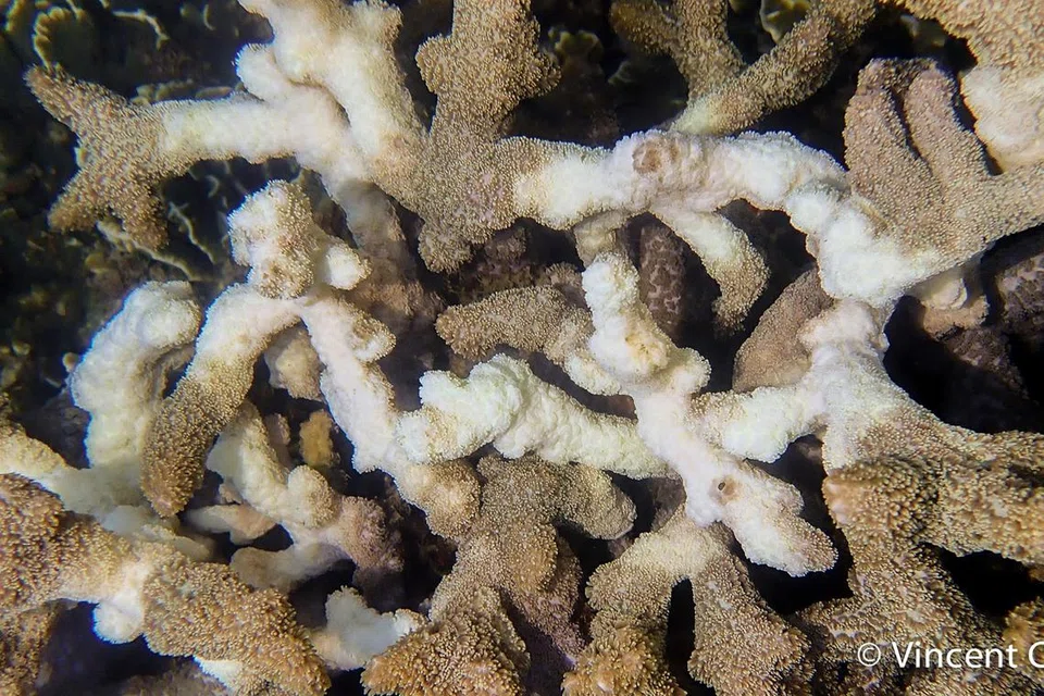 Photo: The Straits Times (2025)