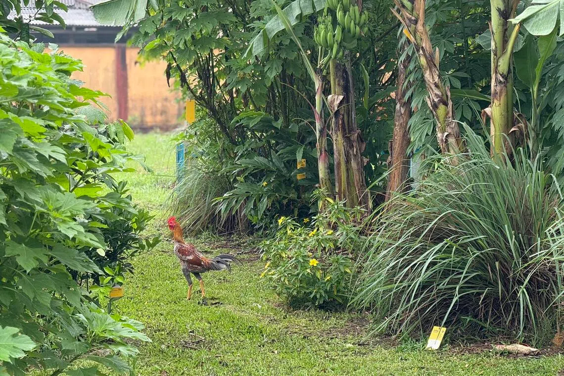 Tun Telanai secondary’s regenerative planting project is natural enough to attract some grazing fauna from nearby villages.