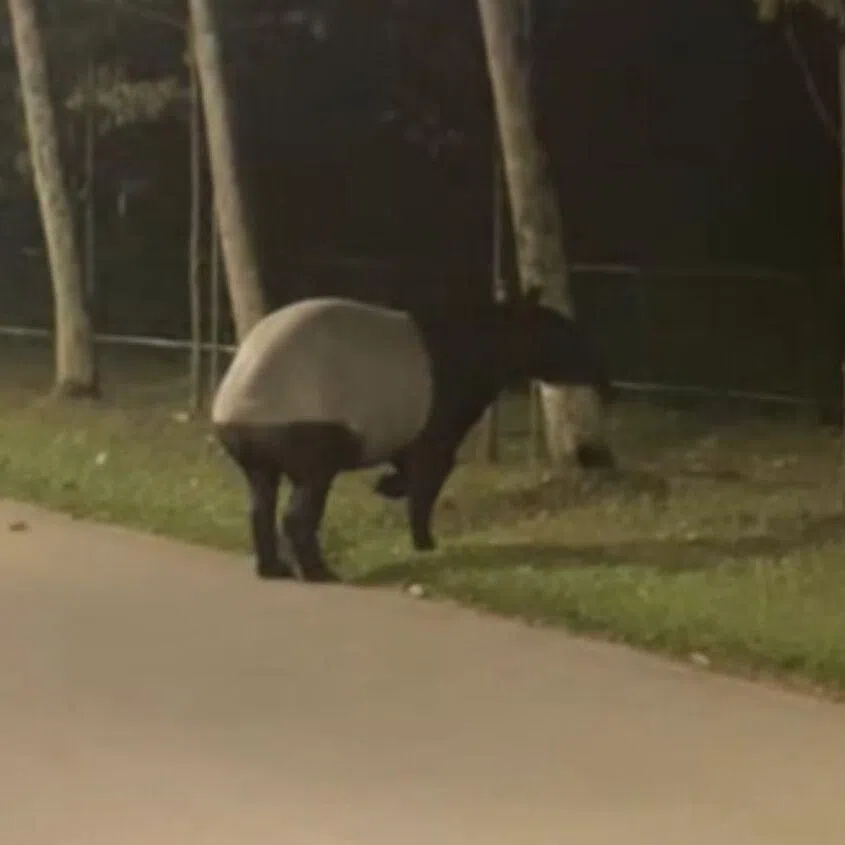 Mr Eric Teo told The Straits Times that the size of the tapir was slightly bigger than half a normal sedan.