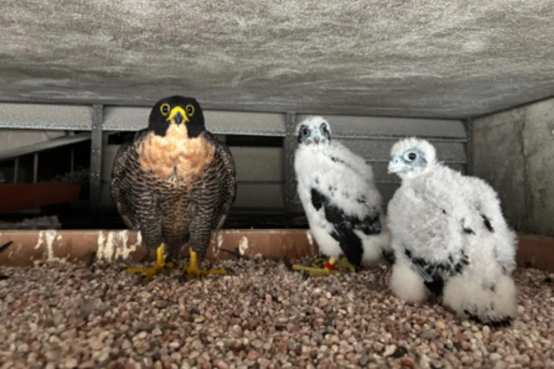 The peregrine falcon and its fledglings in 2025.
