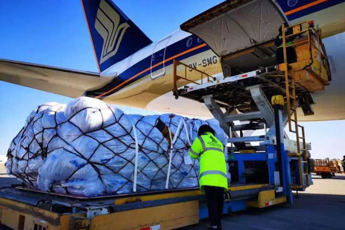 The first batch of 48 four-person tents being loaded into the cargo hold of a Singapore Airlines plane in Beijing bound for Singapore before transiting onward to Istanbul.
