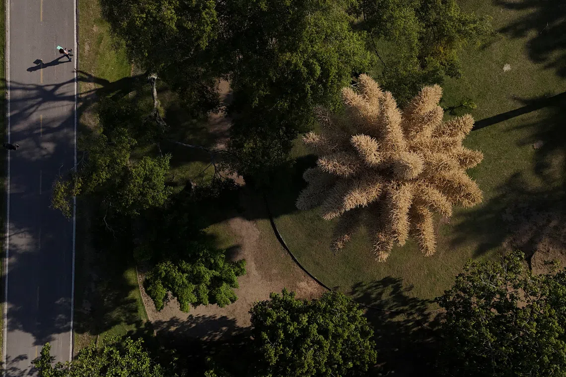 Once-in-a-lifetime bloom: rare palms in Rio de Janeiro flower before dying