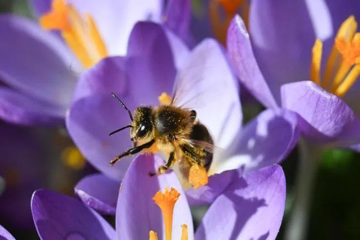 Biologists' curiosity as to how bees forage for nectar led to the Honey Bee Algorithm that was adapted to direct internet traffic. 