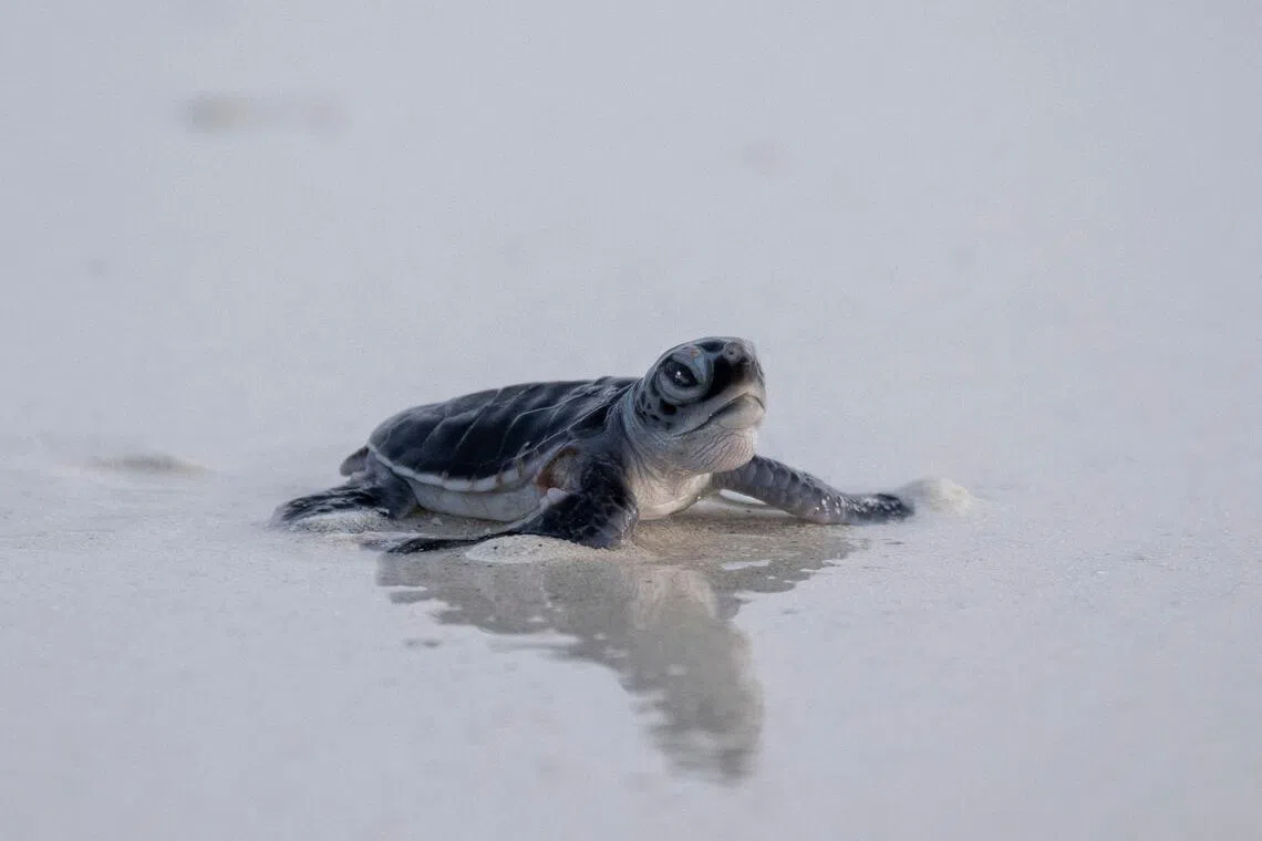 A newborn green turtle crawling across a sandy beach towards the sea after being released from a wildlife protected area on Mataking Island on Sept 25.