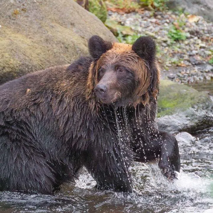 A record 13 people have been killed by bears across the country since April.