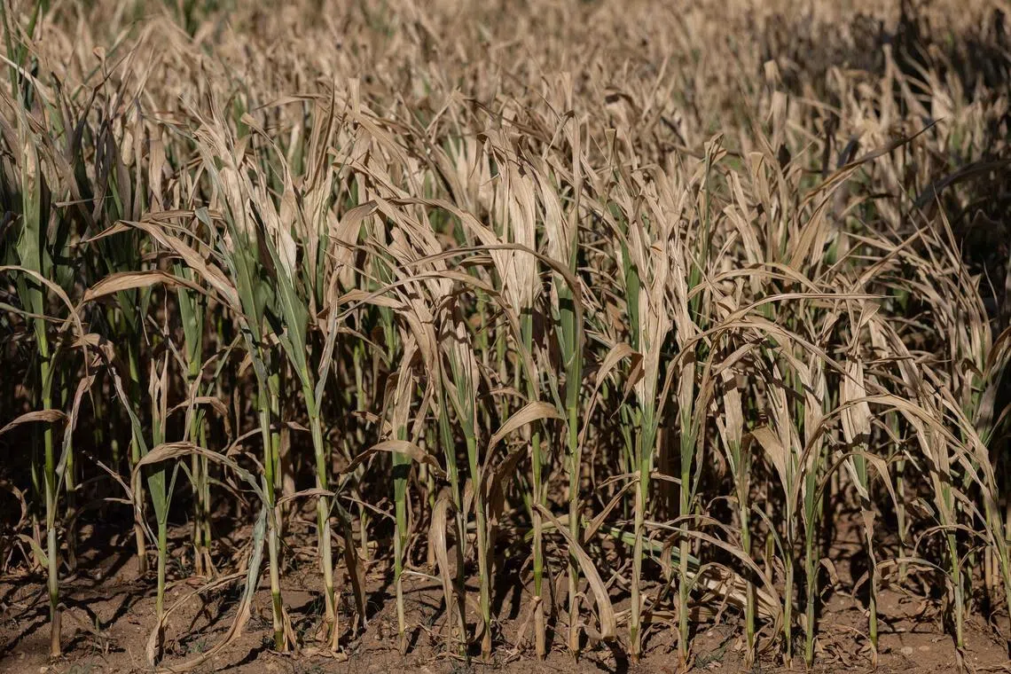 A field of mature, dry corn stalks growing in brown soil.