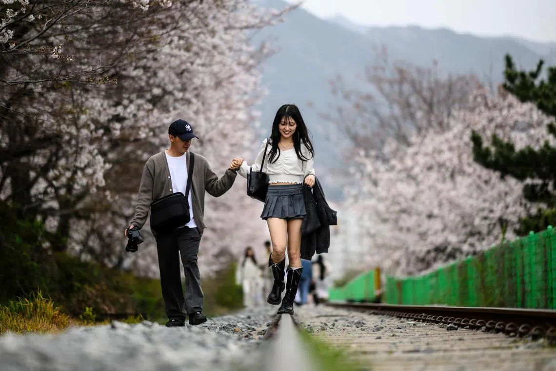 A couple walk along the disused Gyeonghwa Station railway track during the Jinhae Cherry Blossom Festival in Changwon on March 31, 2024, in South Korea.