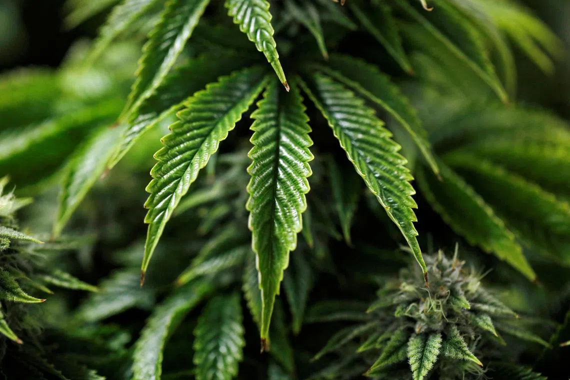 FILE PHOTO: Chemdawg marijuana plants grow at a facility in Smiths Falls, Ontario, Canada October 29, 2019.  REUTERS/Blair Gable/File Photo