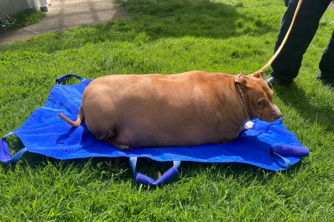 A woman in New Zealand was feeding her dog, named Nuggi, eight to 10 pieces of chicken a day, on top of dog biscuits.