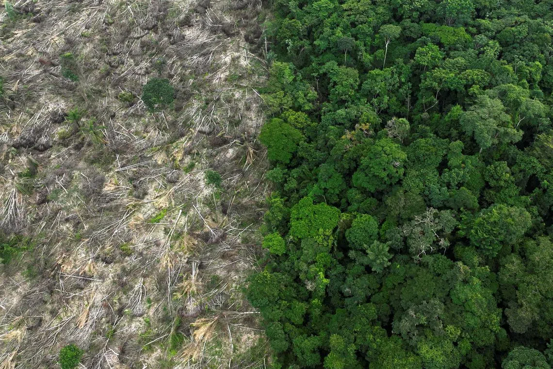 Deforestation in Brazil’s 60-per cent share of the Amazon fell by 33.6 per cent year-on-year from January to June.