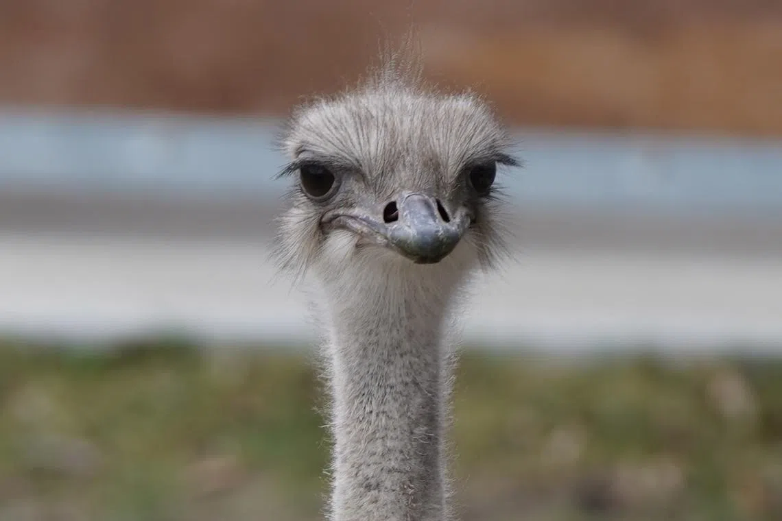 The 5-year-old ostrich, Karen, had been a resident of the zoo for about a year and was renowned for her “playful antics”.