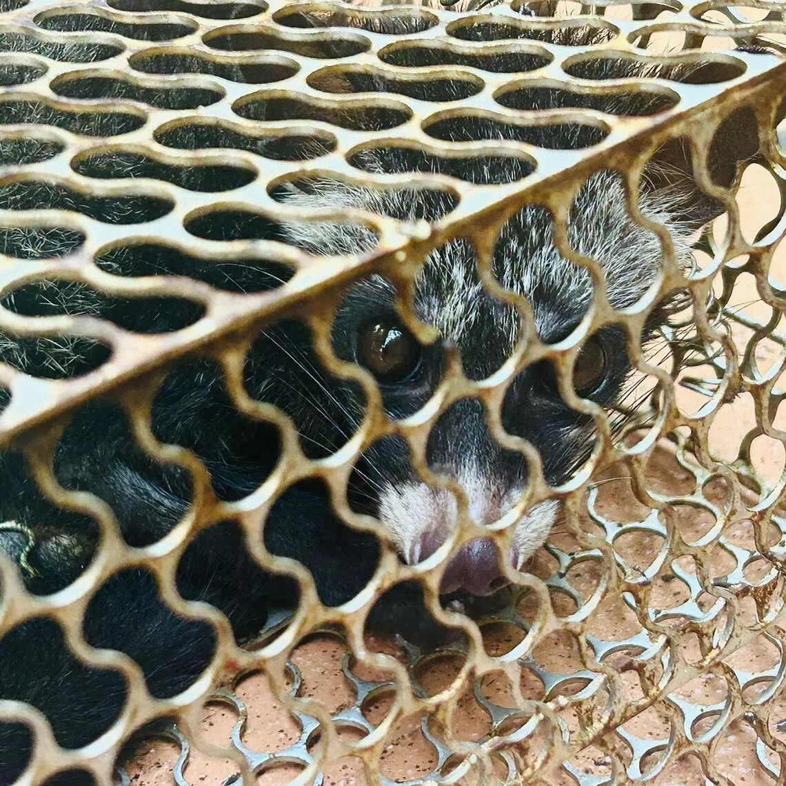 It was Bukit Timah resident Audrey Wong’s first time encountering a common palm civet in the 30 years she had lived in her home.