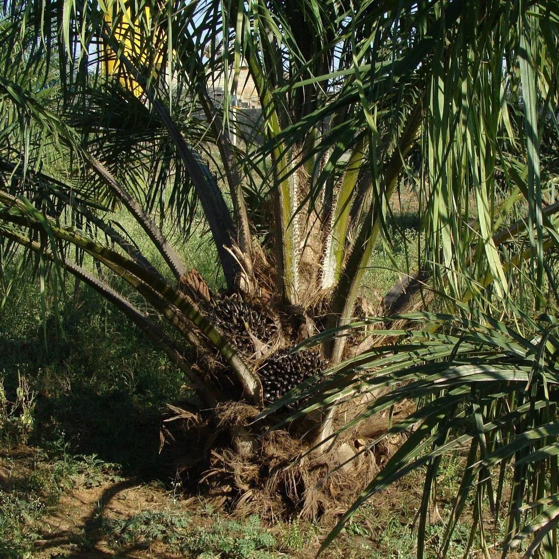 Thailand is projected to produce 21.87 million tonnes of palm oil and 3.94 million tonnes of crude palm oil in 2026.