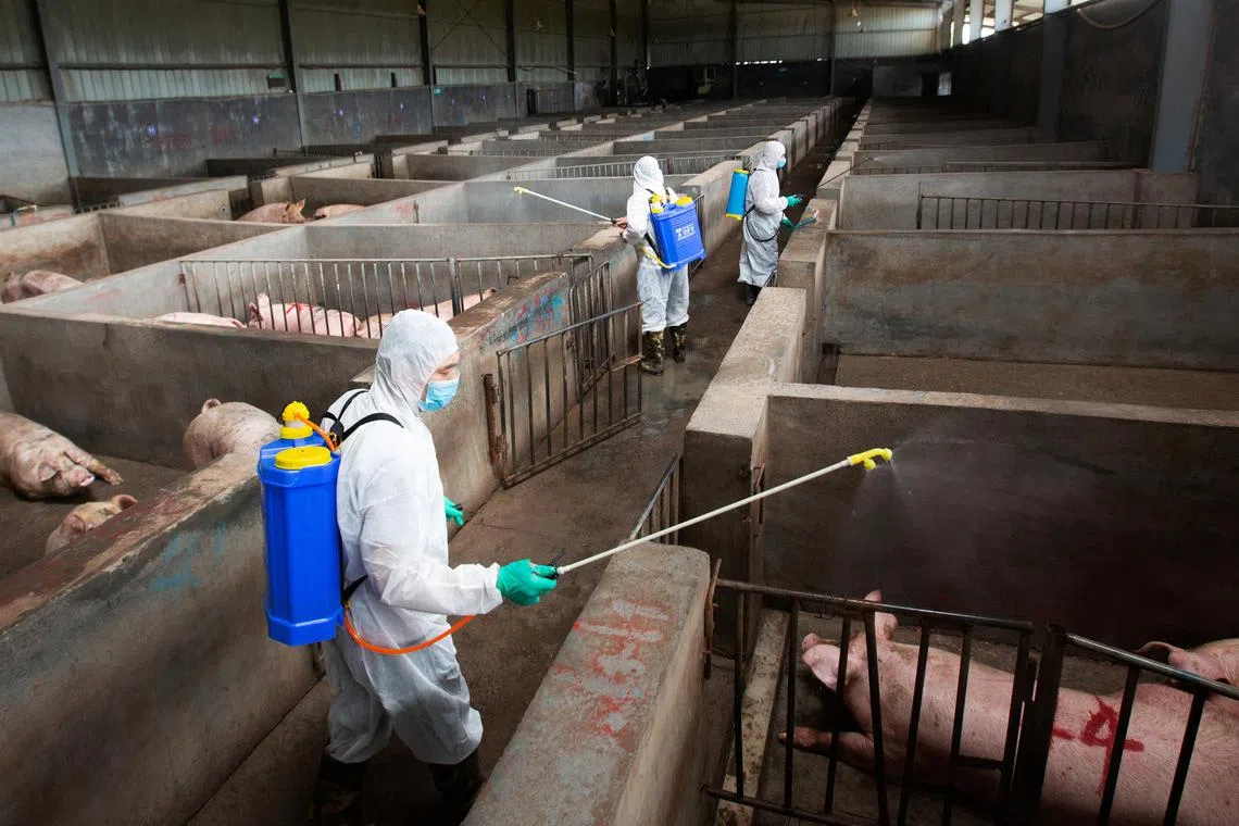 Local husbandry and veterinary bureau workers in protective suits disinfect a pig farm as a prevention measure for African swine fever, in Jinhua, Zhejiang province, China in August 2018.  